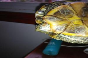 呼和浩特男性龟和包皮上有很多红点(呼和浩特男科该看什么医院)